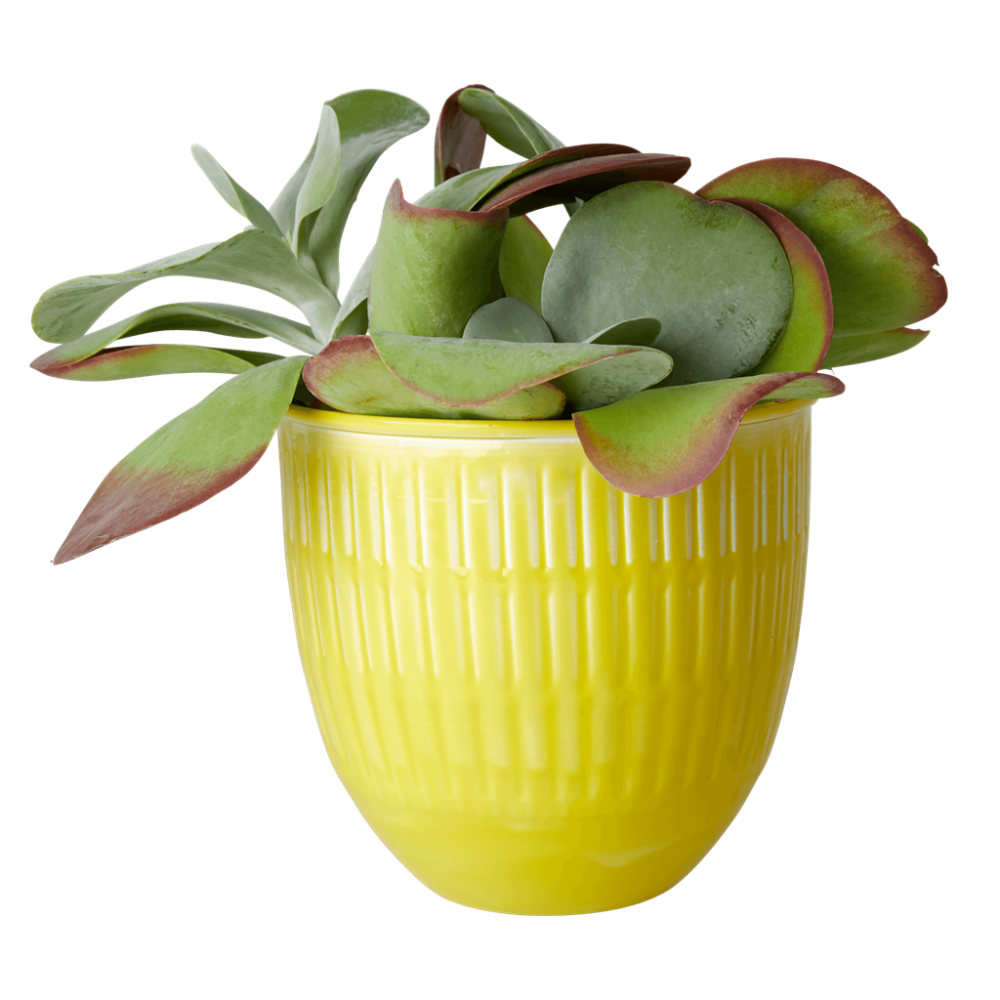 Yellow Metal Flower Pot By Rice DK